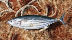 Nicht jeder Fisch gehört auf den Tisch beziehungsweise ins Netz