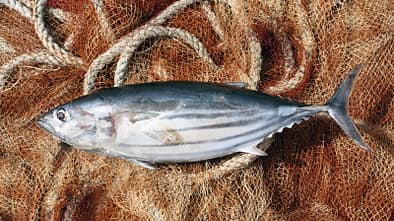 Nicht jeder Fisch gehört auf den Tisch beziehungsweise ins Netz