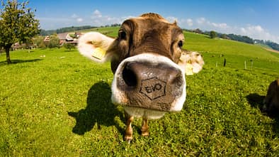 Der Biofleisch-Guide: Alles über das Fleisch auf ihrem Teller