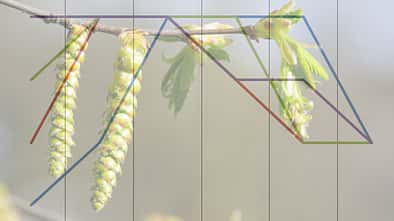 Die Belastung durch die Pollen der Hainbuche unterscheidet sich regional stark