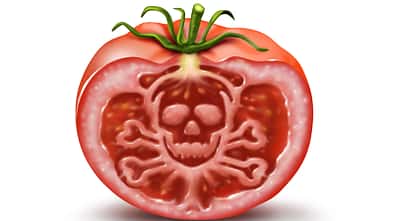 Tomaten können giftiges Solanin enthalten