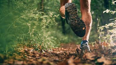 Wegen der Zeckengefahr sollte man im Wald nicht mit freien Beinen laufen