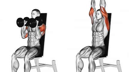 triceps,part,upper,exercising,anterior,trapezius,red,3d,deltoid, Dumbbell,Seated,Shoulder,Press,Parallel,Grip.,3d,Illustration