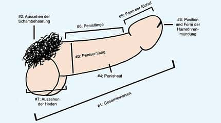 Das finden Frauen am Penis wirklich schön Das finden Frauen am Penis wirklich schön