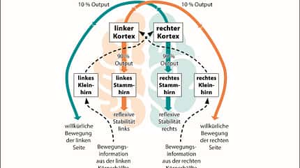 Illu: So läuft Bewegung im Gehirn ab Illu: So läuft Bewegung im Gehirn ab