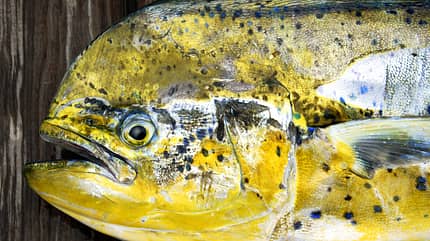 Mahi Mahi Mahi Mahi