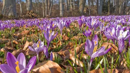 Wiese mit Krokussen Wiese mit Krokussen