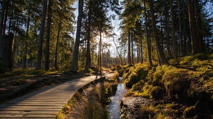 Wanderweg in den deutschen Bergen und Wäldern Wanderweg in den deutschen Bergen und Wäldern