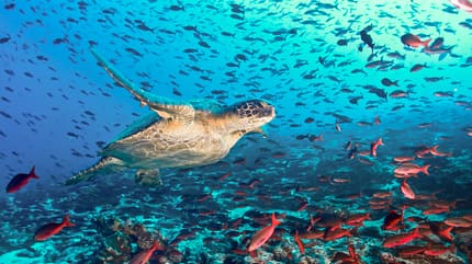 Eine Schildkröte schwimmt zwischen kleinen Fischen durch den Ozean Eine Schildkröte schwimmt zwischen kleinen Fischen durch den Ozean