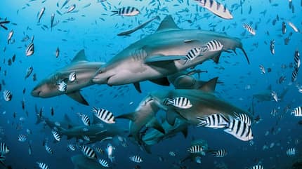 Haie und Fische schwimmen im Meer Haie und Fische schwimmen im Meer