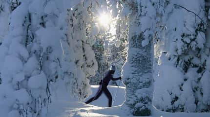 Winter sport,cross country skiing,wilderness,Natural beauty,sunlight cross country skier on a forest trail
