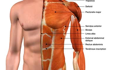 Male Chest Muscles Labeled on White Male Chest Muscles Labeled on White