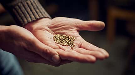 Hände, die Weizenkleie halten