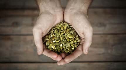 Männliche Hände, die Kürbiskerne halten