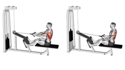 Beanspruchte Muskeln beim Rudern (Cable seated Row):