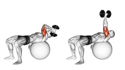 Beanspruchte Muskeln bei der French Press. Beanspruchte Muskeln bei der French Press.