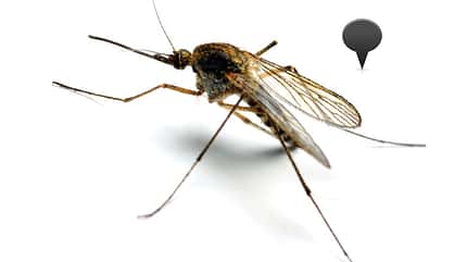 Die Anopheles-Mücke ist weltweit verbreitet Die Anopheles-Mücke ist weltweit verbreitet