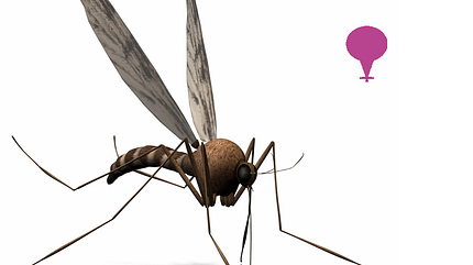Die Tsetse-Fliege lebt nur in Afrika Die Tsetse-Fliege lebt nur in Afrika