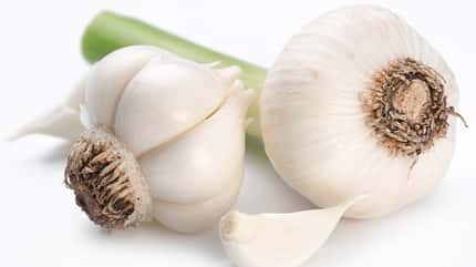 Knoblauch gilt als natürliches Antibiotikum Knoblauch gilt als natürliches Antibiotikum