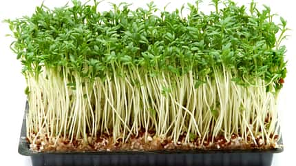 Die kleinen Kresse-Stengel sind prall gefüllt mit gesunden Inhaltsstoffen Die kleinen Kresse-Stengel sind prall gefüllt mit gesunden Inhaltsstoffen