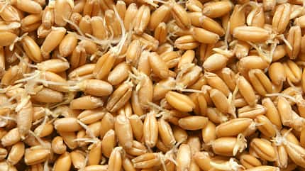 Weizenkeime enthalten viel Magnesium Weizenkeime enthalten viel Magnesium