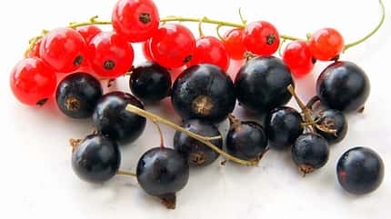 Kalorienarmes Obst: Top 20 mit wenig Kalorien Kalorienarmes Obst: Top 20 mit wenig Kalorien