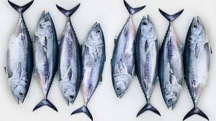 Tunfisch enthält besonders viel Protein Tunfisch enthält besonders viel Protein