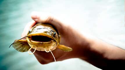 Der Omega-6-reichste Fisch: der Waller (Wels) Der Omega-6-reichste Fisch: der Waller (Wels)