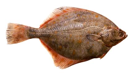 Der kalorienärmste Fisch: die Scholle Der kalorienärmste Fisch: die Scholle