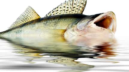 Der leckerste Fisch: der Zander Der leckerste Fisch: der Zander