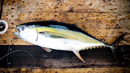 Gesamtsieger des Rankings: der Thunfisch Gesamtsieger des Rankings: der Thunfisch