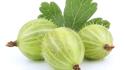 100 Gramm Stachebeeren enthalten 35 Milligramm Vitamin C 100 Gramm Stachebeeren enthalten 35 Milligramm Vitamin C