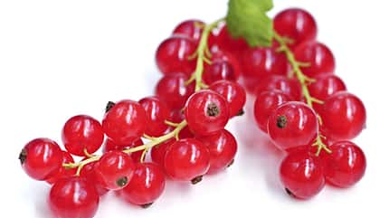 Rote Johannisbeere Rote Johannisbeere