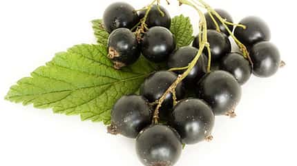 Schwarze Johanniesbeere Schwarze Johanniesbeere