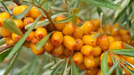 Sanddornbeeren Sanddornbeeren
