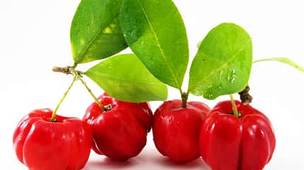 100 Gramm Acerolakirschen enthalten satte 1700 Milligramm Vitamin C 100 Gramm Acerolakirschen enthalten satte 1700 Milligramm Vitamin C