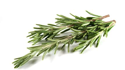 Rosmarin zählt zur gesunden Ernährung Rosmarin zählt zur gesunden Ernährung