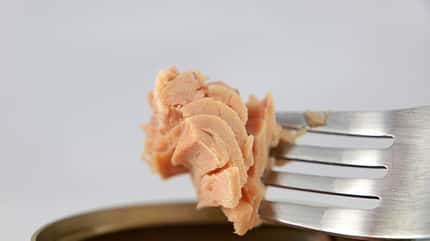 Thunfisch zählt zur gesunden Ernährung Thunfisch zählt zur gesunden Ernährung