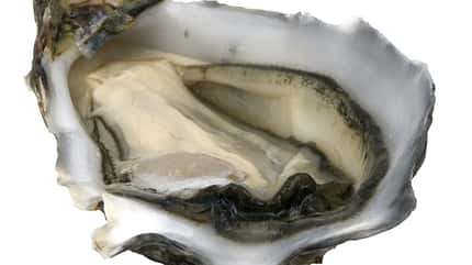 Das Muschelfleisch der Austern zählt zur gesunden Ernährung Das Muschelfleisch der Austern zählt zur gesunden Ernährung