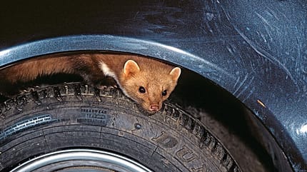 Das Auto vor Mardern schützen Das Auto vor Mardern schützen