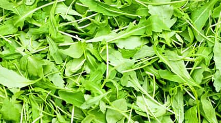 100g Rucola enthalten 1,4mg Beta-Carotin 100g Rucola enthalten 1,4mg Beta-Carotin