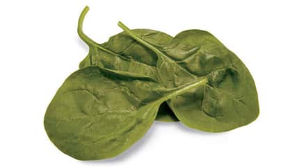 Feldsalat enthält auch magenberuhigendes Baldrianöl Feldsalat enthält auch magenberuhigendes Baldrianöl