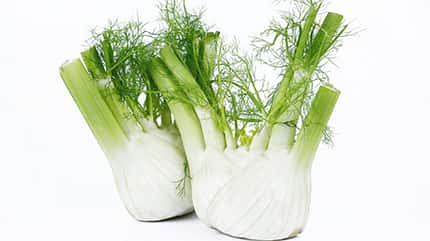 Fenchel gilt als Heilmittel gegen Erkältungskrankheiten Fenchel gilt als Heilmittel gegen Erkältungskrankheiten
