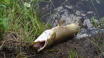 Abenteuer auf dem Yukon – mit dem Kanu durch Kanada Abenteuer auf dem Yukon – mit dem Kanu durch Kanada