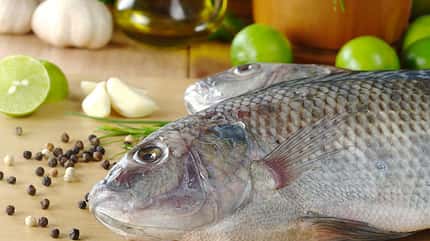 Tilapia Tilapia