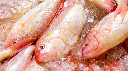 Snapper Snapper