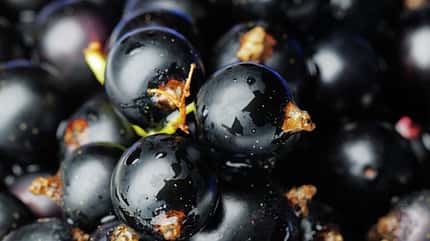 sh_Johannisbeeren_450.jpg