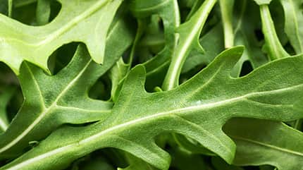 sh_Ruccola_450.jpg