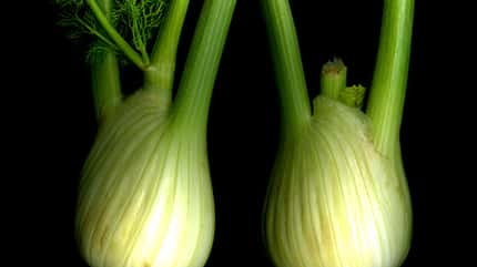 sh_Fenchel_450.jpg