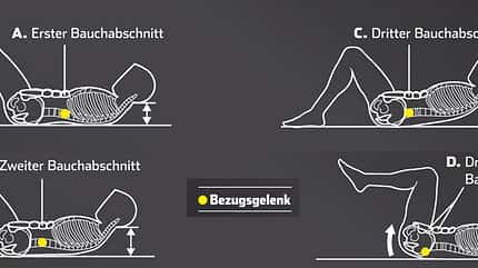 Für die Struktur Ihres Sixpacks ist vor allem der gerade Bauchmuskel zuständig Für die Struktur Ihres Sixpacks ist vor allem der gerade Bauchmuskel zuständig